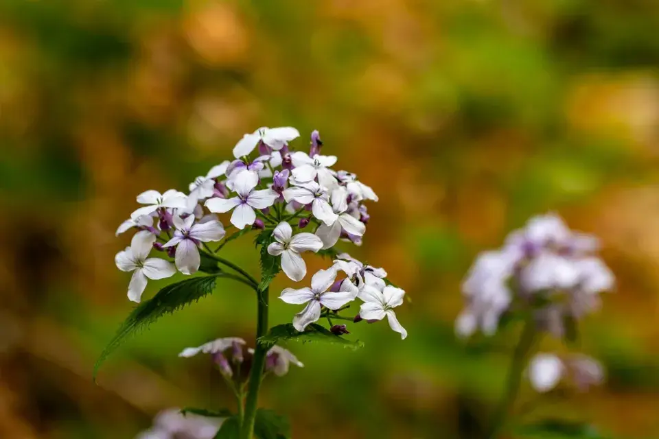 měsíčnice roční