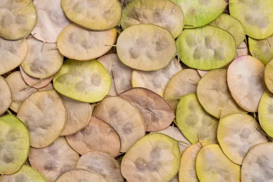 měsíčnice roční