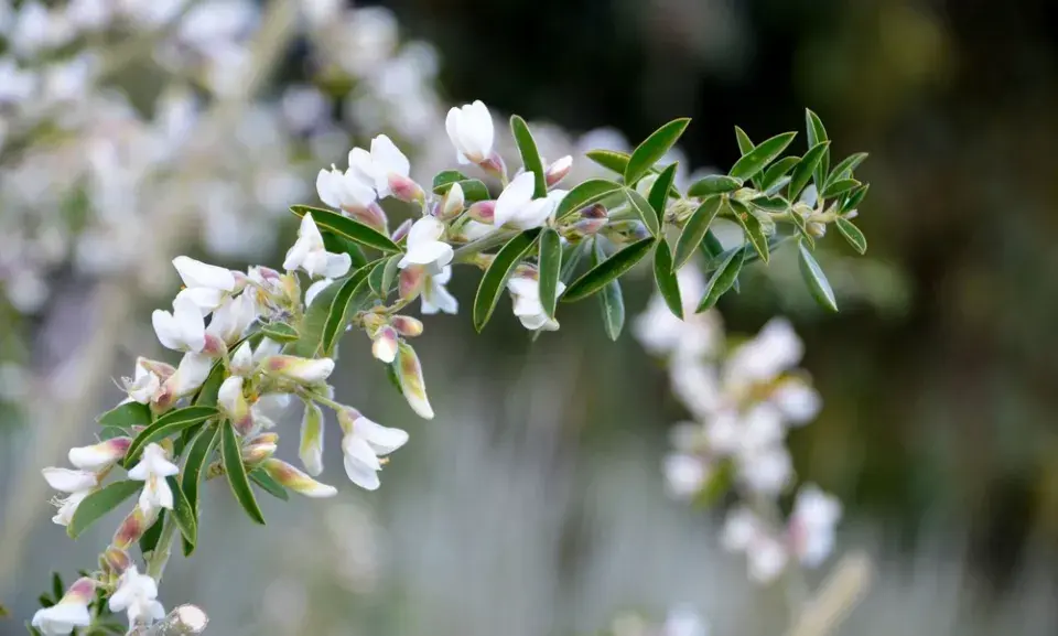 Květy rozmarýnu mohou mít odstíny několika barev...