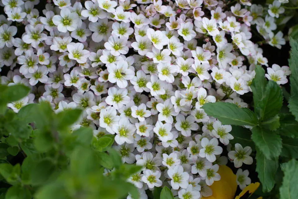 kvetoucí lomikámen