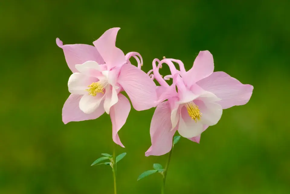 orlíček vějířovitý