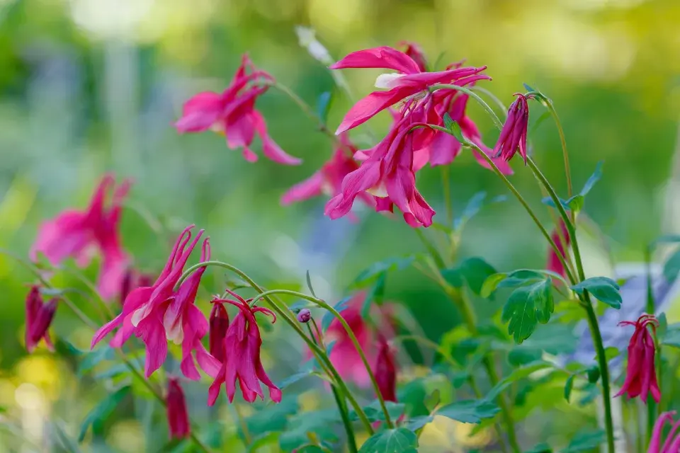 orlíček vějířovitý