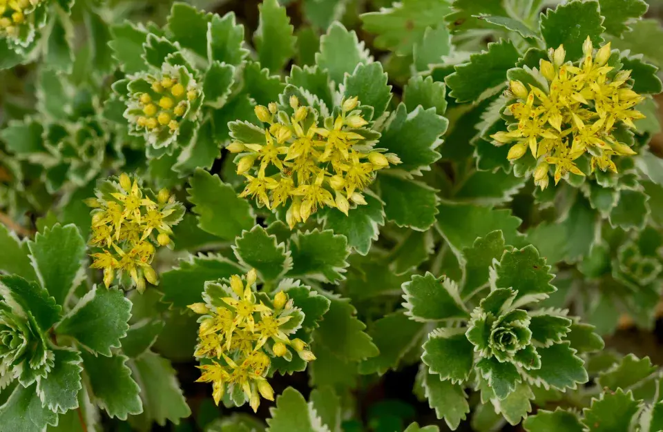 rozchodník neboli Sedum