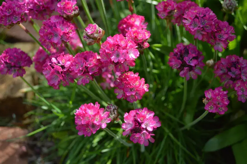 trávnička přímořská růžově kvetoucí