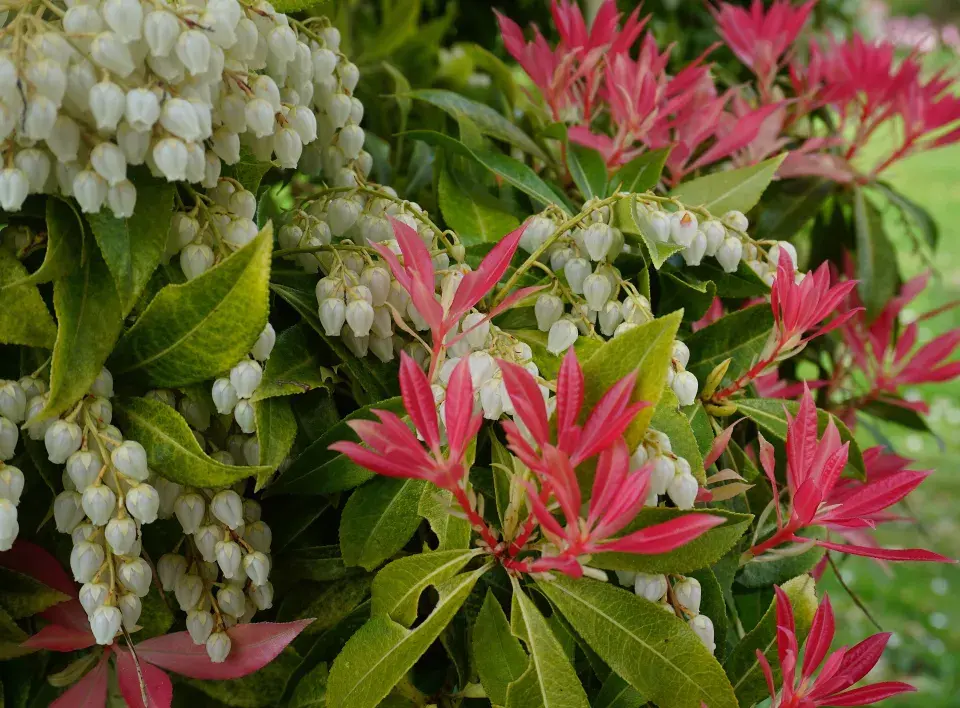 Pieris