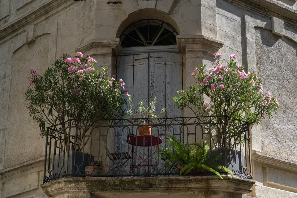 časté jsou třeba oleandry