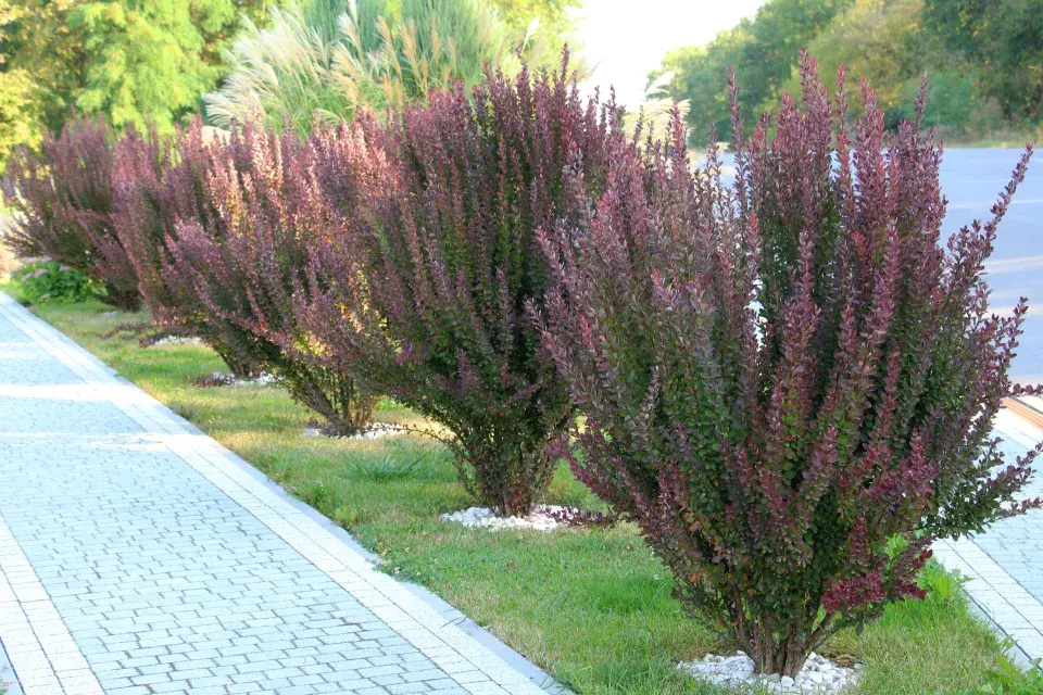 dřišťál Thunbergův