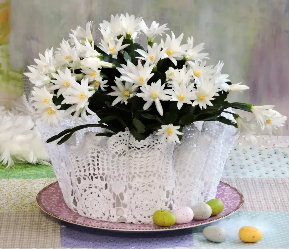 velikonoční kaktus