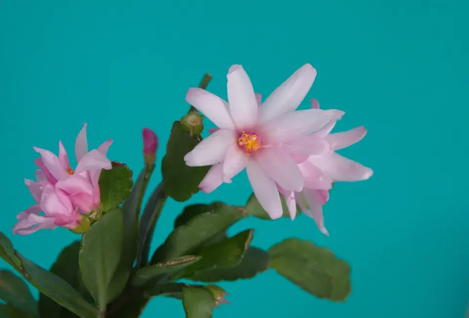 velikonoční kaktus