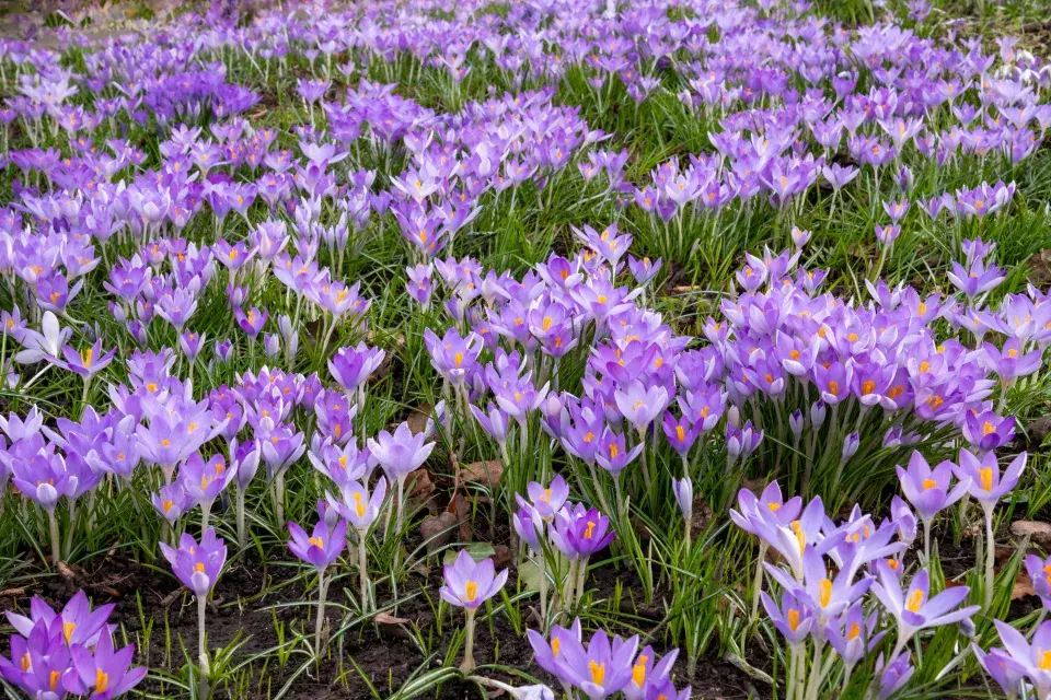 Šafrán Tommassiniho