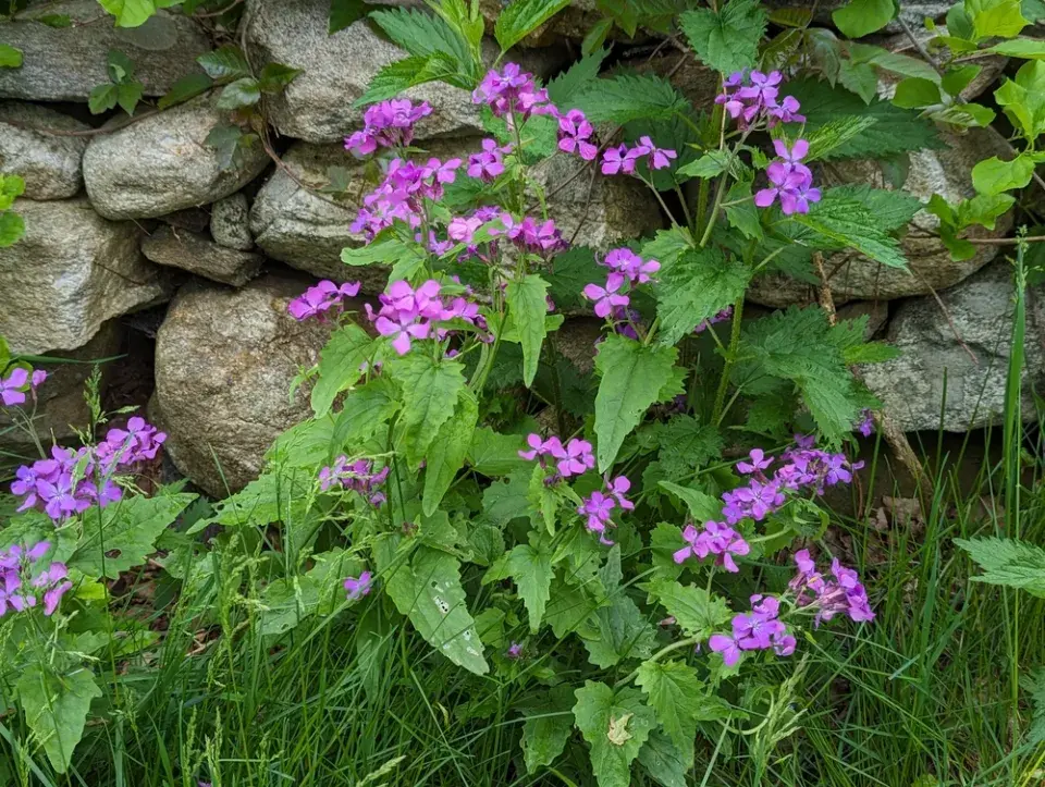 měsíčnice roční