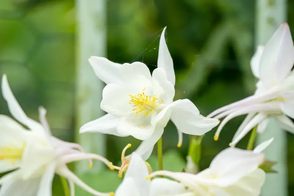 orlíček velkokvětý