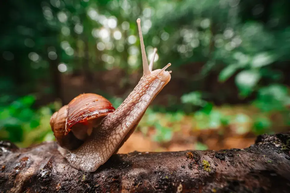 hlemýžď zahradní