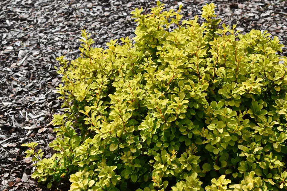 dřišťál Thunbergův