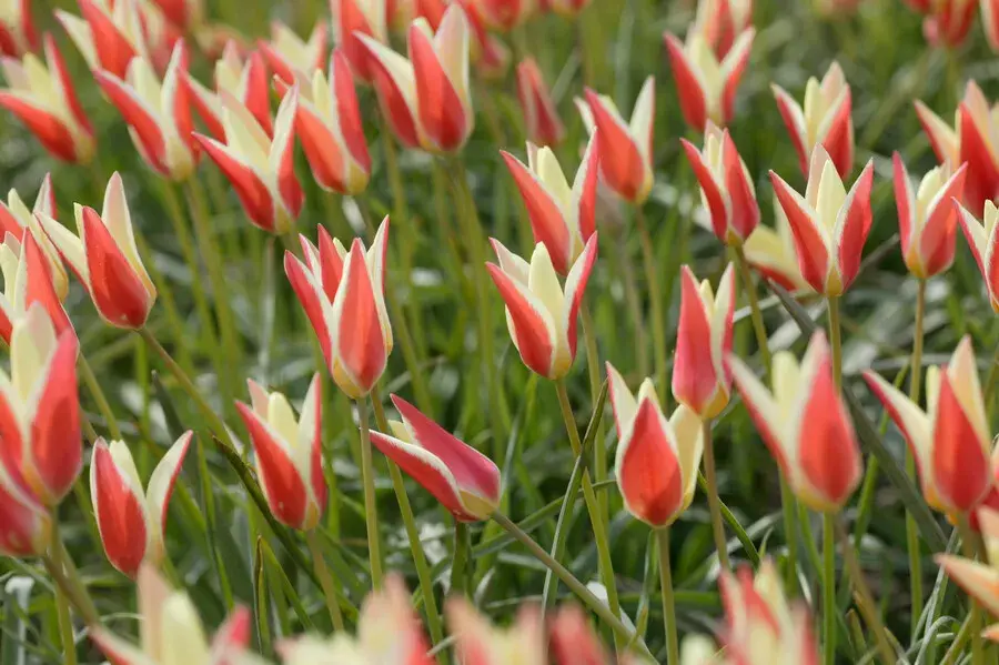 Tulipán botanický clusiana (Tulipa clusiana)