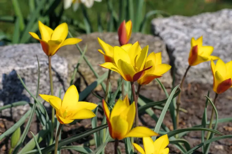Tulipán botanický clusiana (Tulipa clusiana)