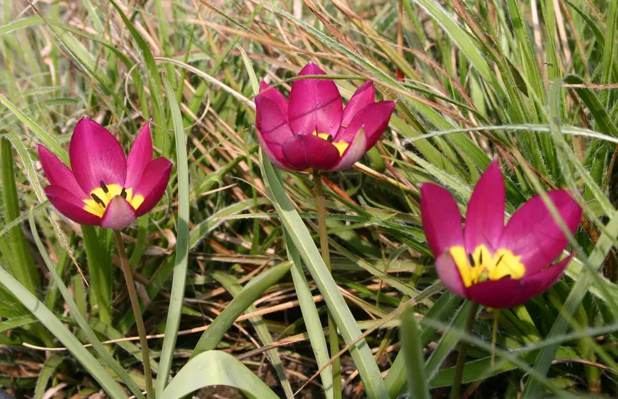 Tulipán botanický nízký (Tulipa humilis)