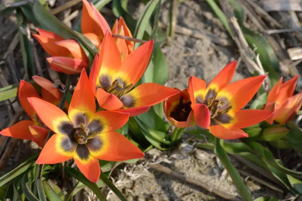 Tulipán botanický nízký (Tulipa humilis)