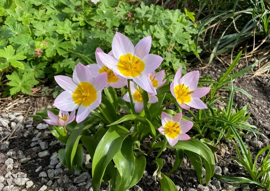 Tulipán botanický nízký (Tulipa humilis)