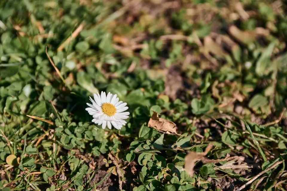 Kvetoucí zahrada Elis Mraz