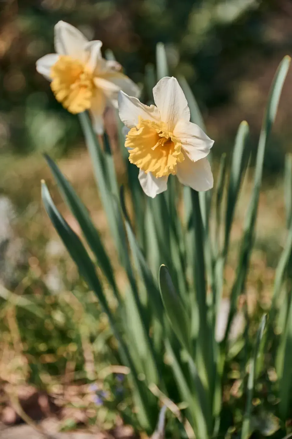 Kvetoucí zahrada Elis Mraz