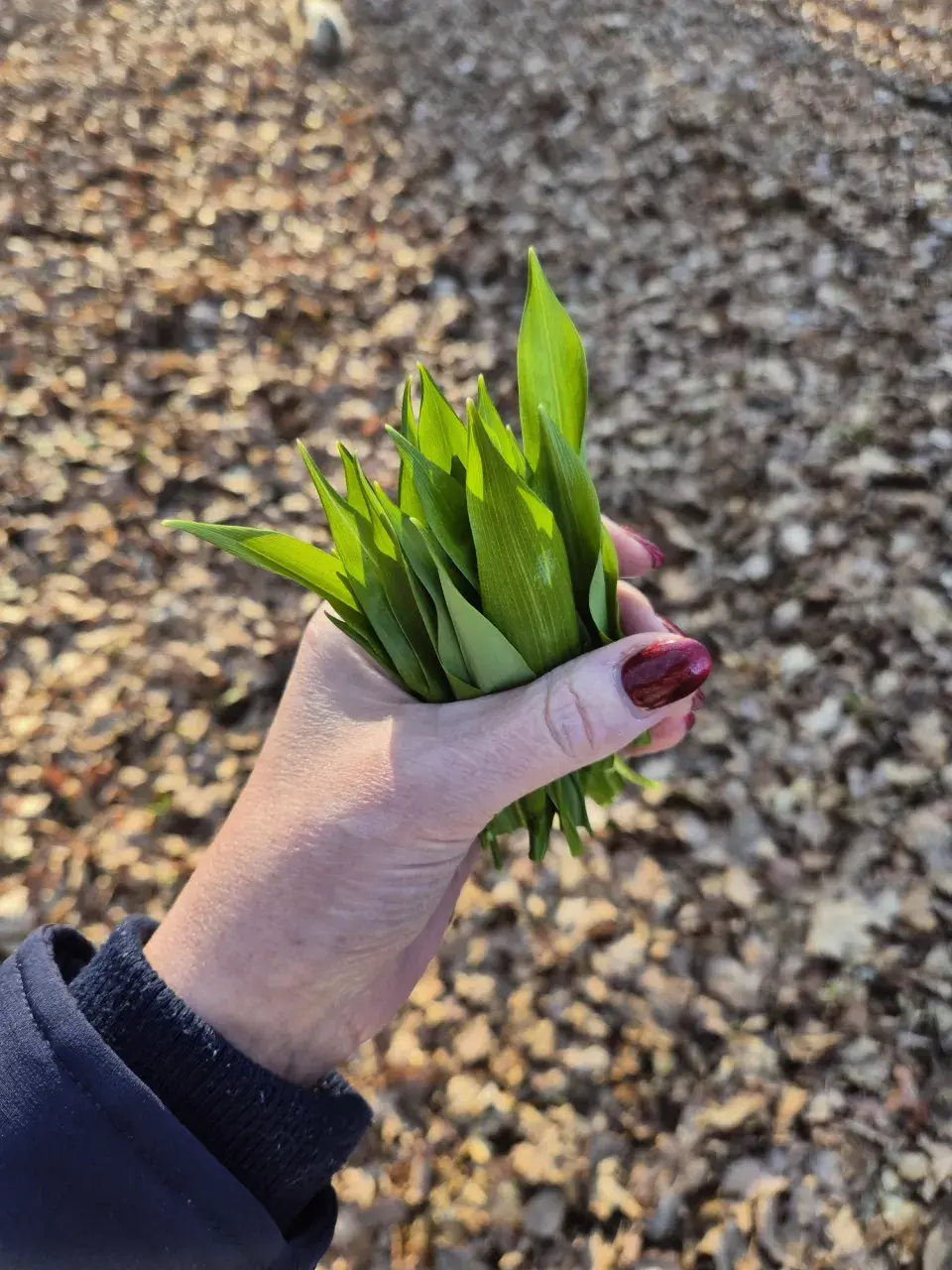 Sběr medvědího česneku