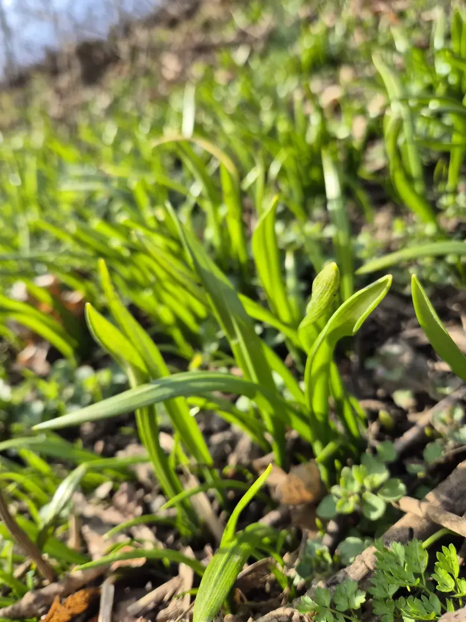 Česnek podivný(Allium paradoxum)