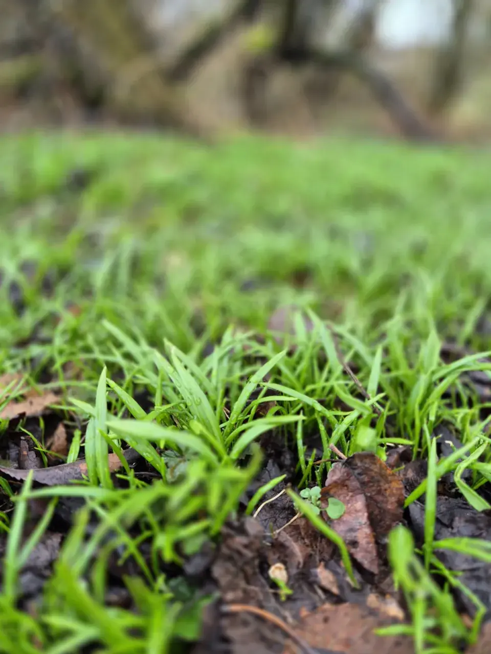 Česnek podivný (Allium paradoxum)