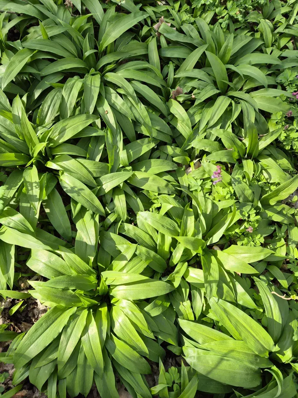 Sběr medvědího česneku