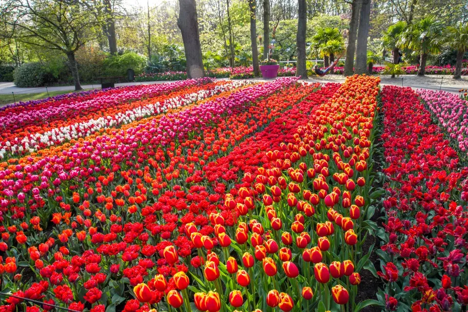 Největší zahrada Evropy park Keukenhof