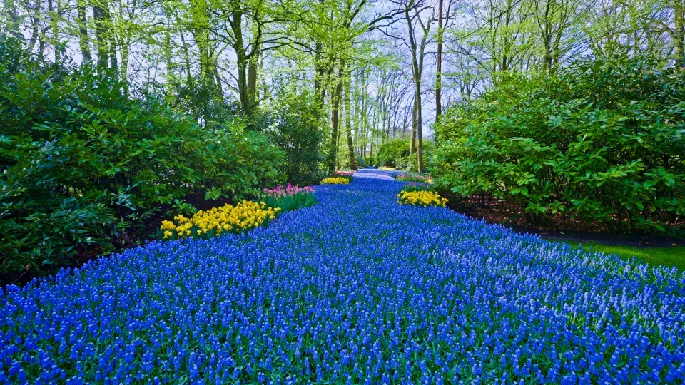 Největší zahrada Evropy park Keukenhof