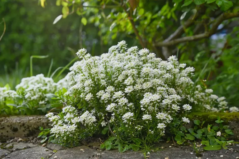 Iberka vždyzelená (Iberis sempervirens) 