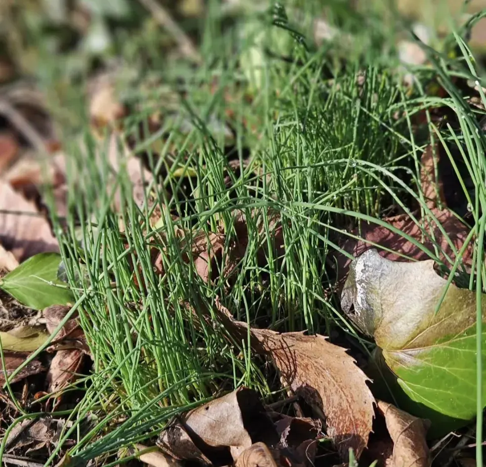 Česnek viničný (Allium vineale) 