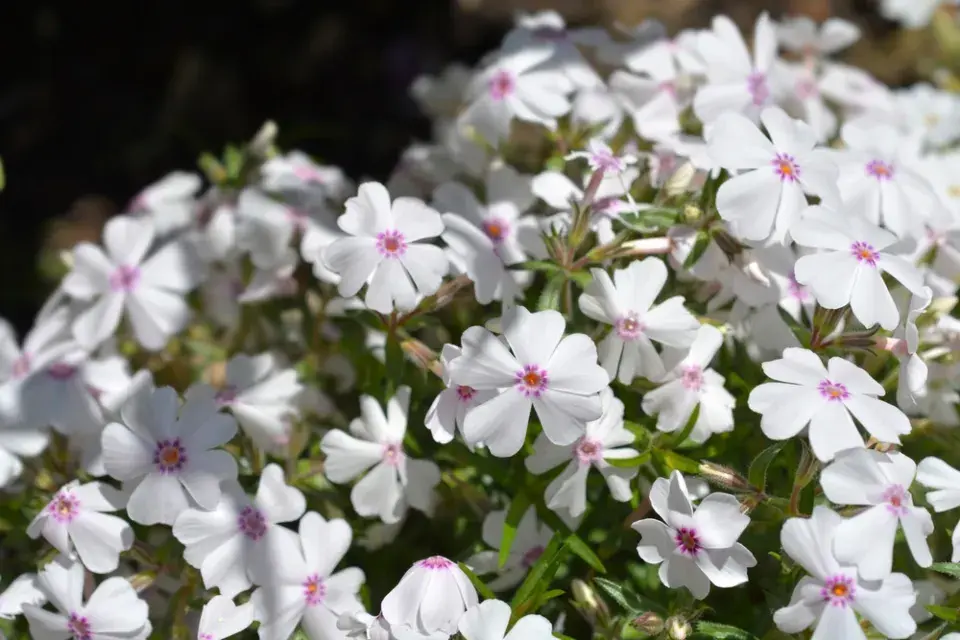 Plamenka šídlovitá (Phlox subulata) 