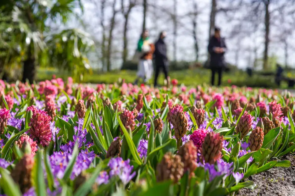 Největší zahrada Evropy park Keukenhof