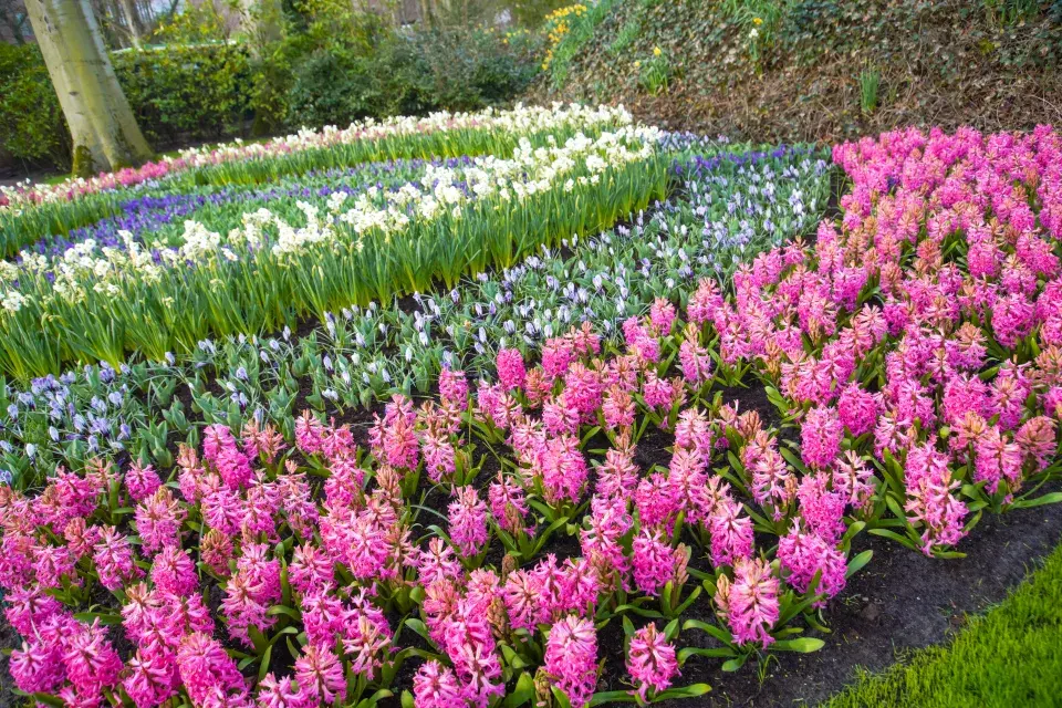 Největší zahrada Evropy park Keukenhof