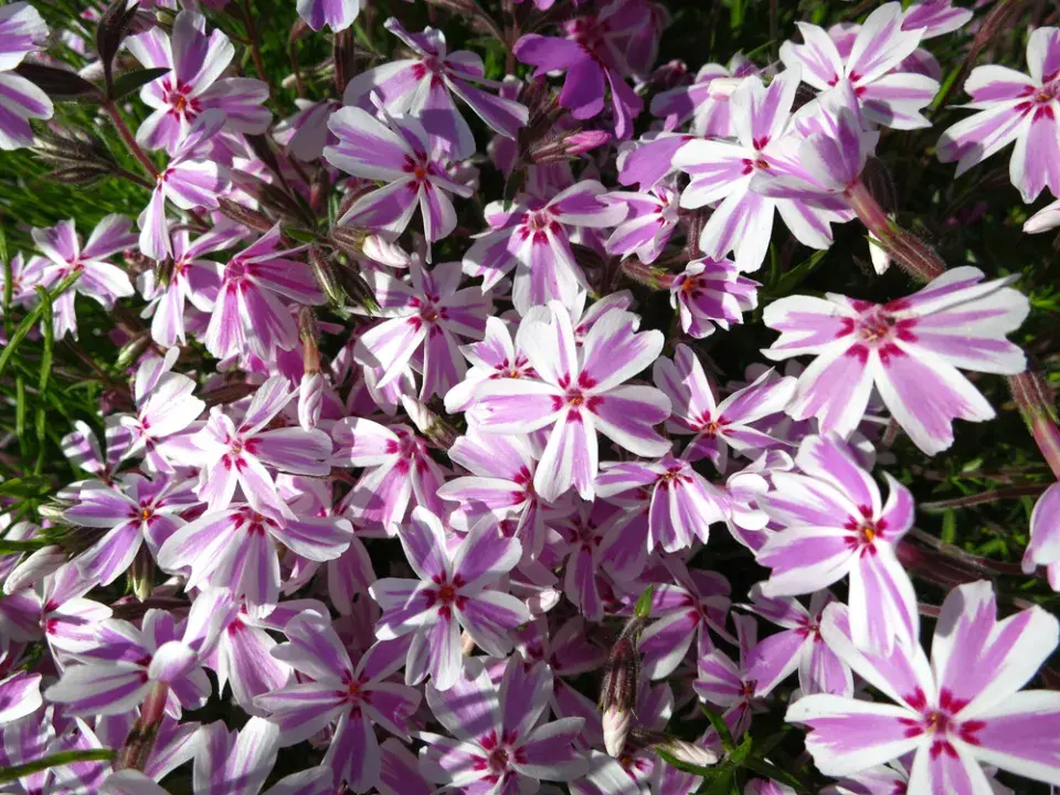 Plamenka šídlovitá (Phlox subulata) 