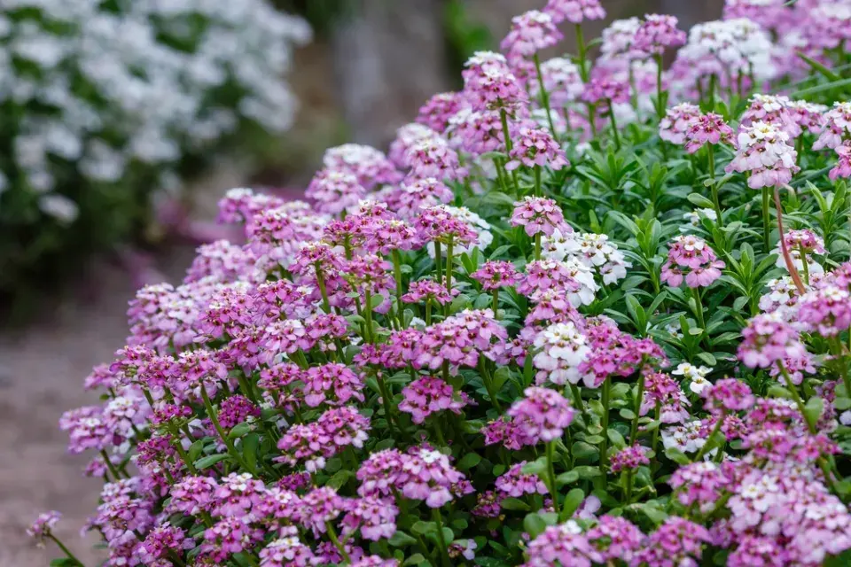 Iberka vždyzelená (Iberis sempervirens) 