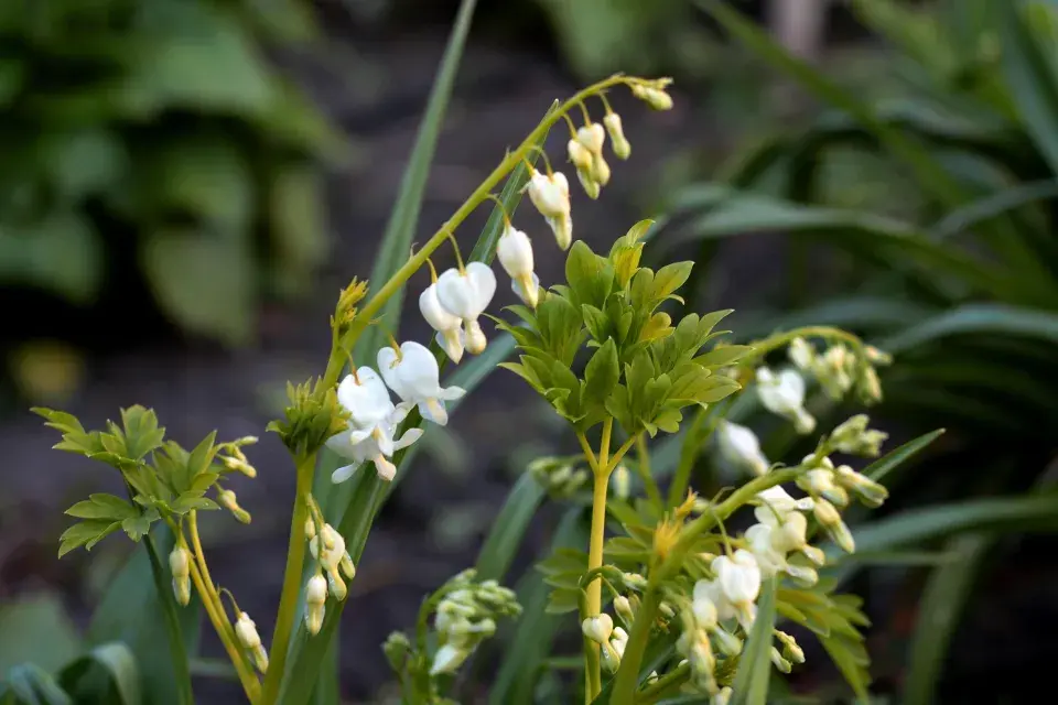 Srdcovka nádherná (Lamprocapnos spectabilis, dříve Dicentra spectabilis)