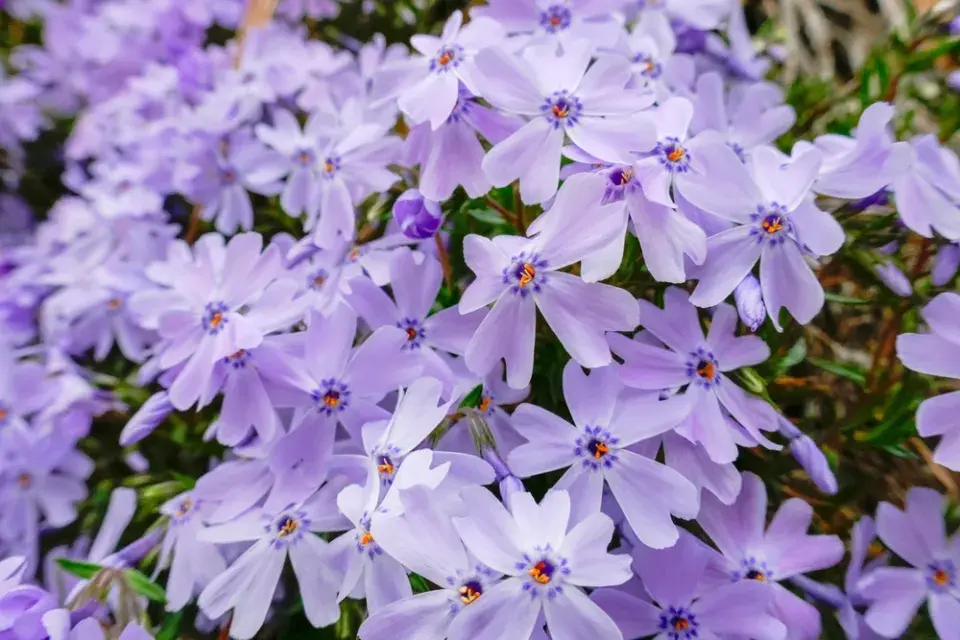Plamenka šídlovitá (Phlox subulata) 