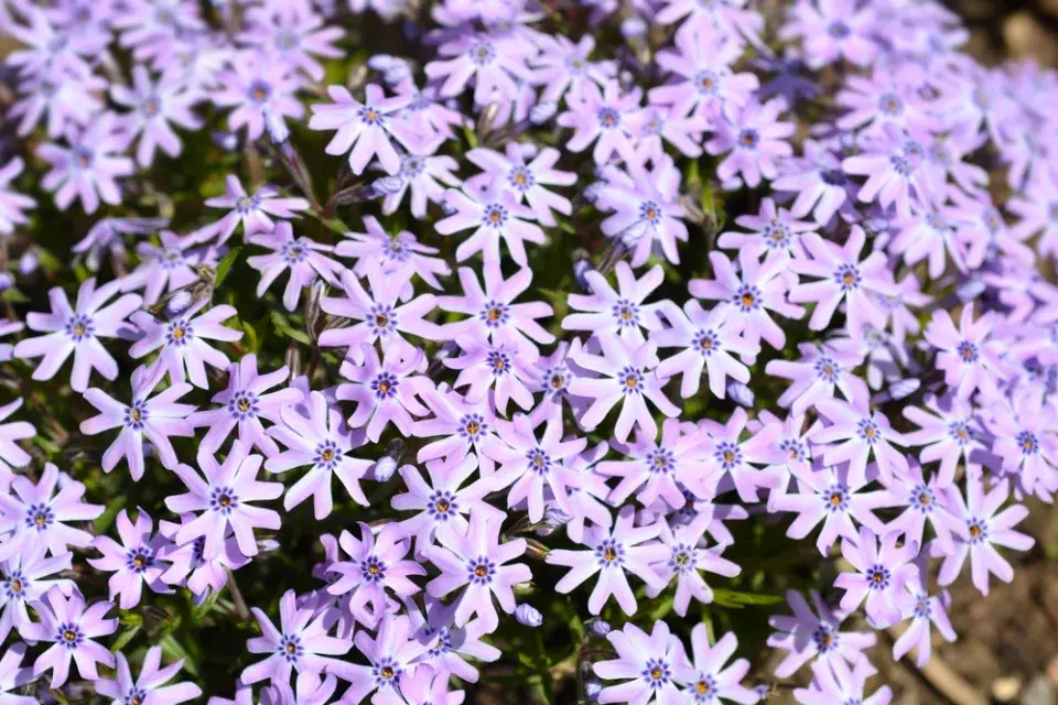 Plamenka šídlovitá (Phlox subulata) 