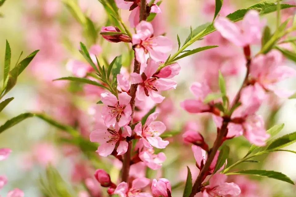Mandloň nízká (Prunus tenella)