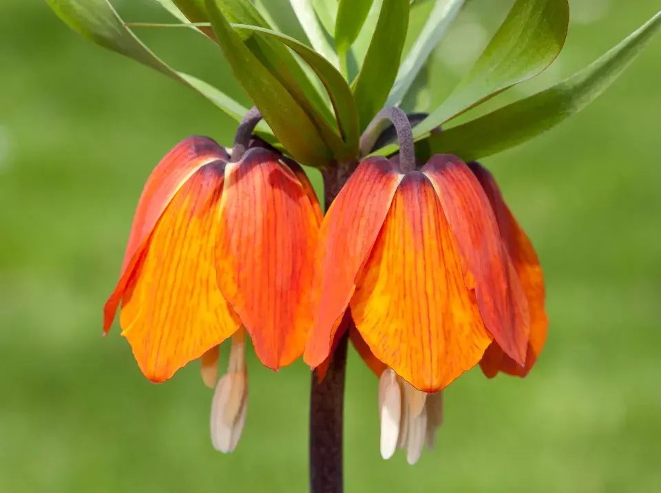 Řebčík královský (Fritillaria imperialis) 