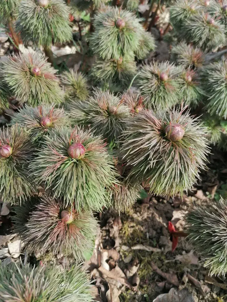 pivoňka úzkolistá