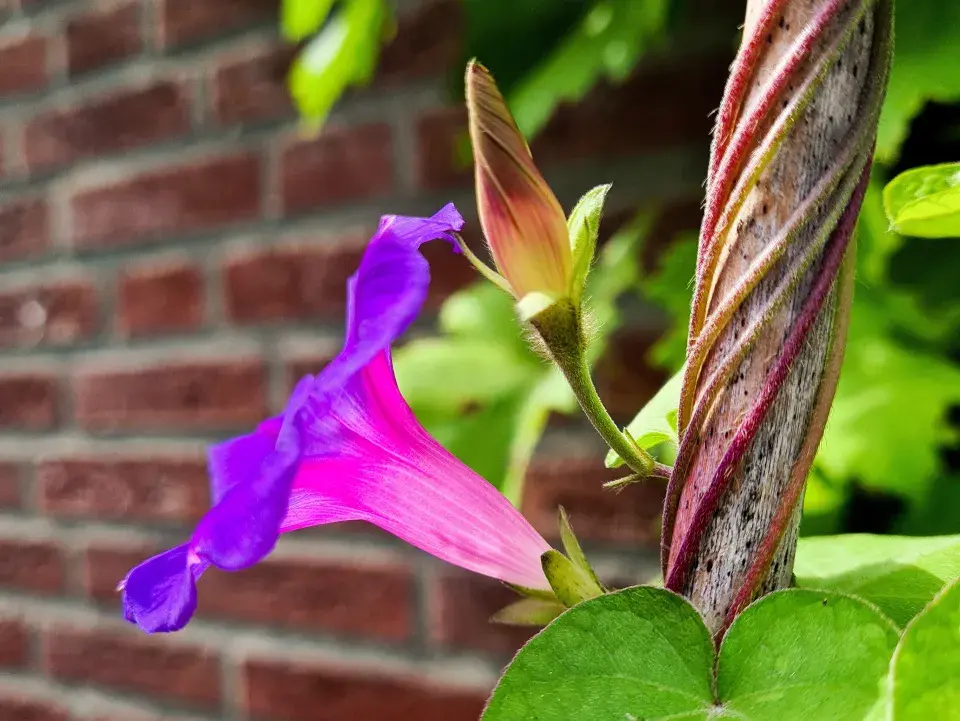 popínavé letničky