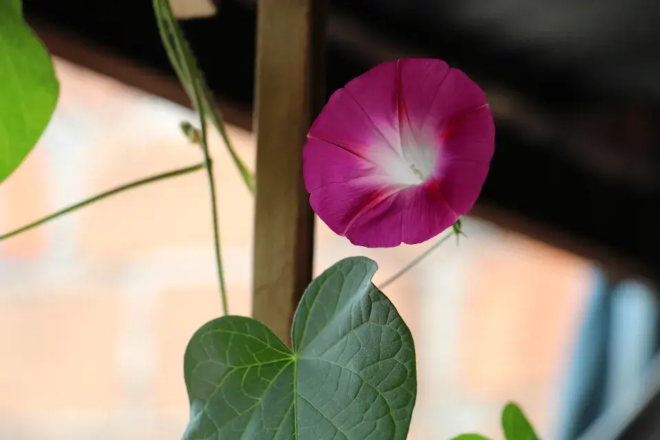 popínavé letničky