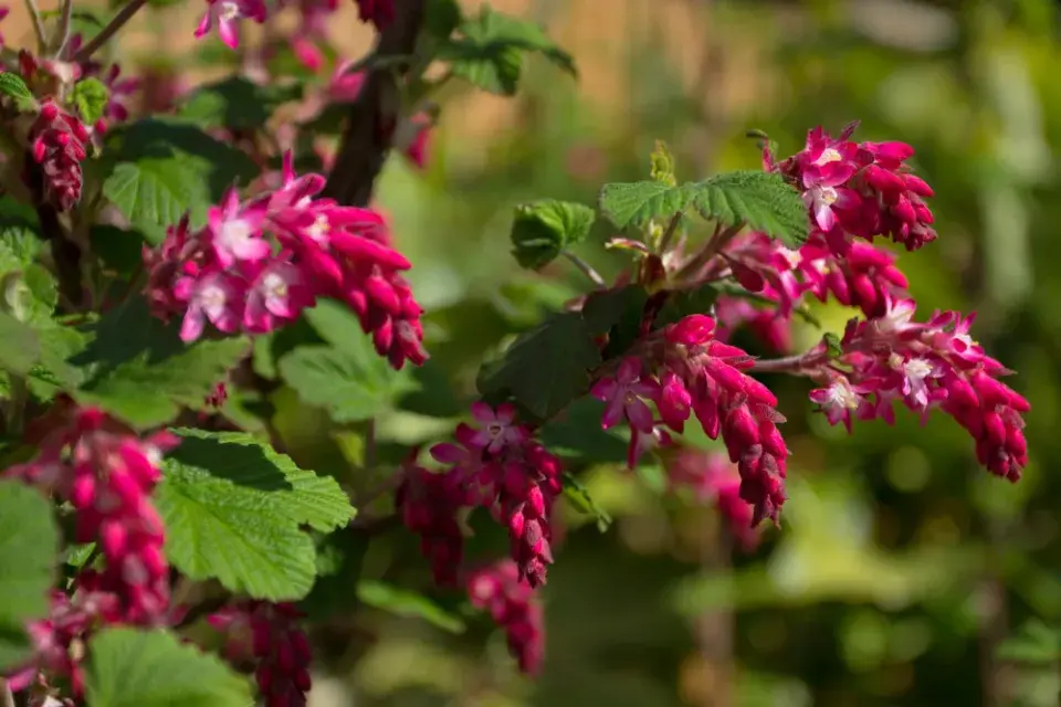 Meruzalka krvavá (Ribes sanguineum)