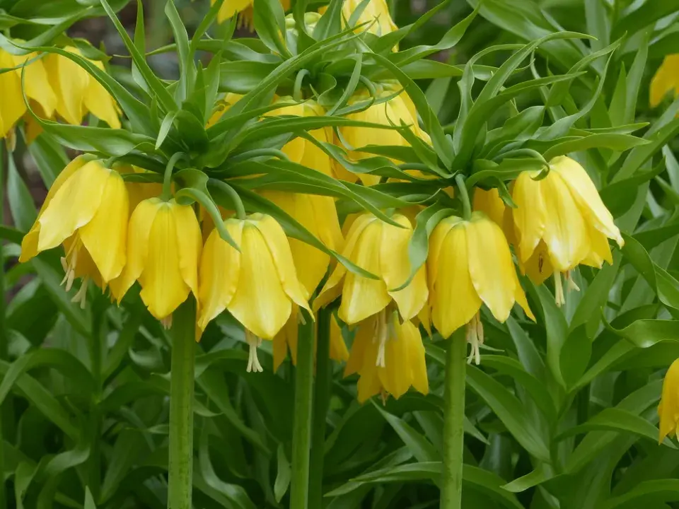Řebčík královský (Fritillaria imperialis) 
