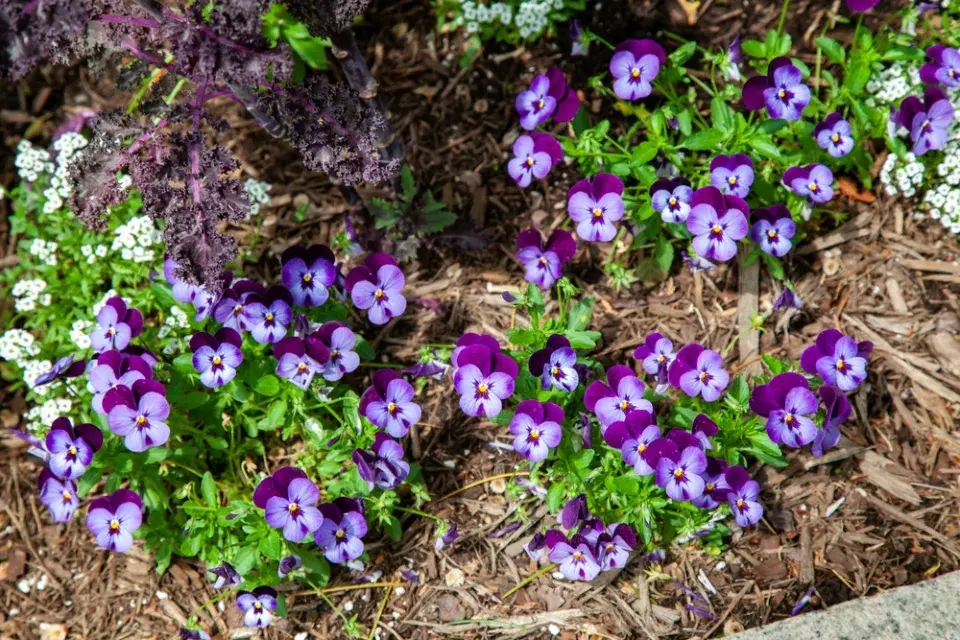 Violka rohatá (Viola cornuta)