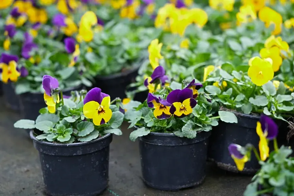 Violka rohatá (Viola cornuta)